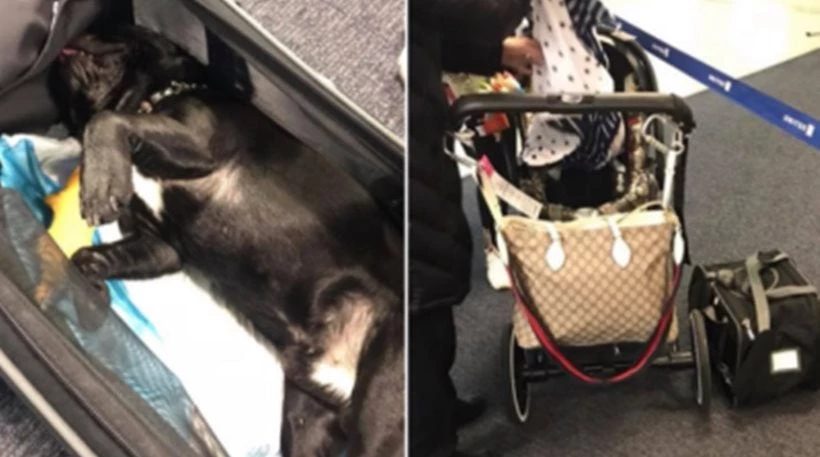 Σάλος ξέσπασε πάλι για την United Airlines: Σκύλος πέθανε σε πτήση γιατί τον έβαλαν σε ντουλαπάκι αποσκευών